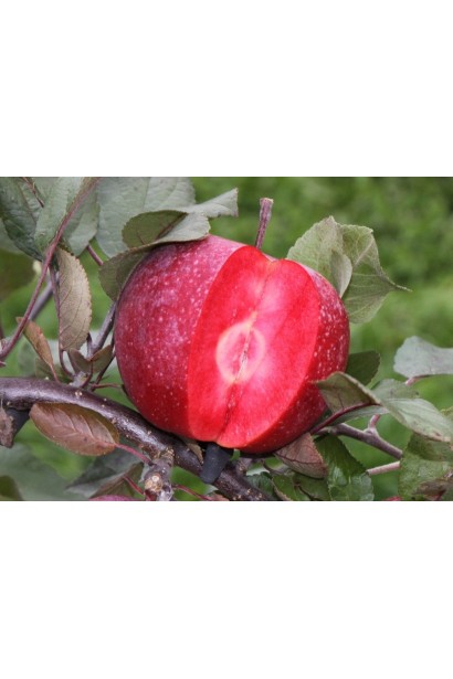 Яблуня червономяса Байя Мариса - плід у розрізі